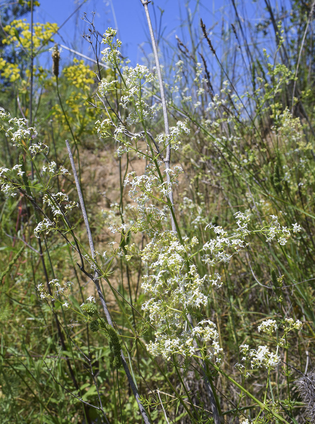 Image of Galium lucidum specimen.