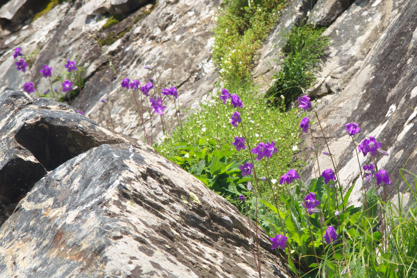 Изображение особи Campanula collina.