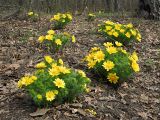 Adonis vernalis. Цветущие растения. Ульяновская обл., Мелекесский р-н, окр. пос. Ерыклинск, возвышенный берег р. Ерыкла, опушка нагорной дубравы. 20.04.2024.