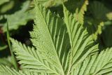 Filipendula ulmaria ssp. denudata