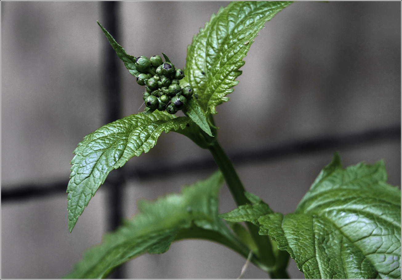 Изображение особи Scrophularia nodosa.
