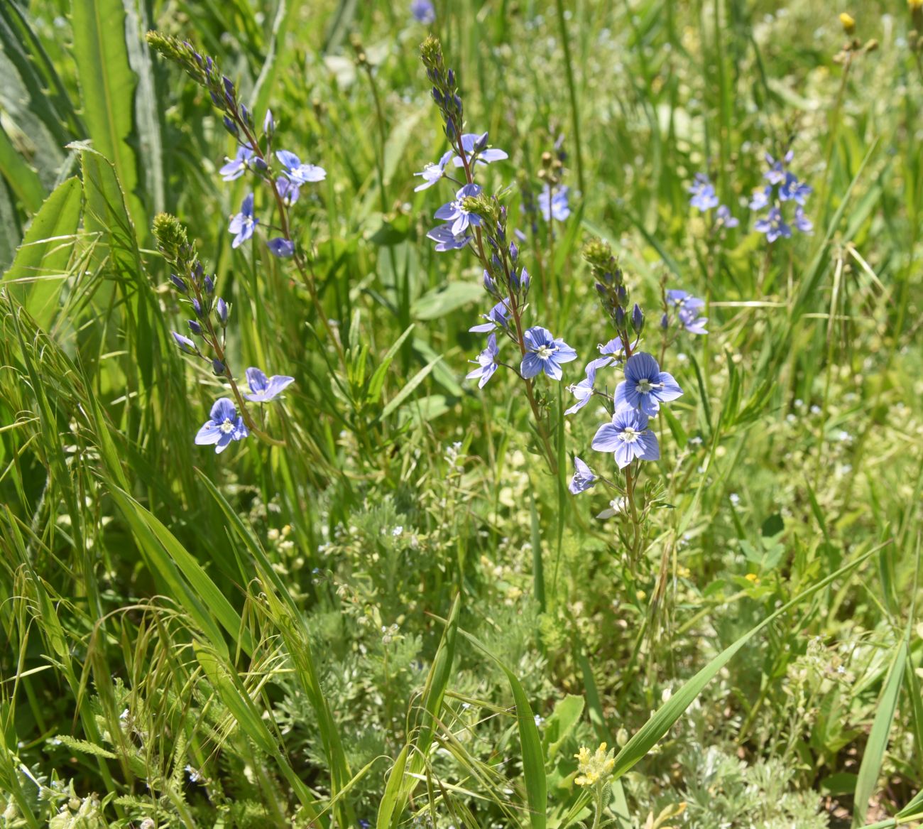 Image of genus Veronica specimen.