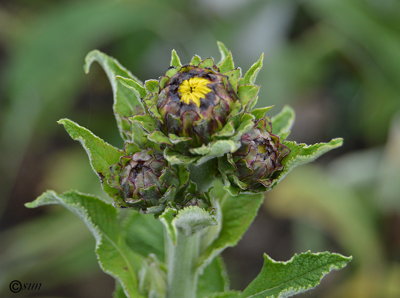 Image of Inula helenium specimen.