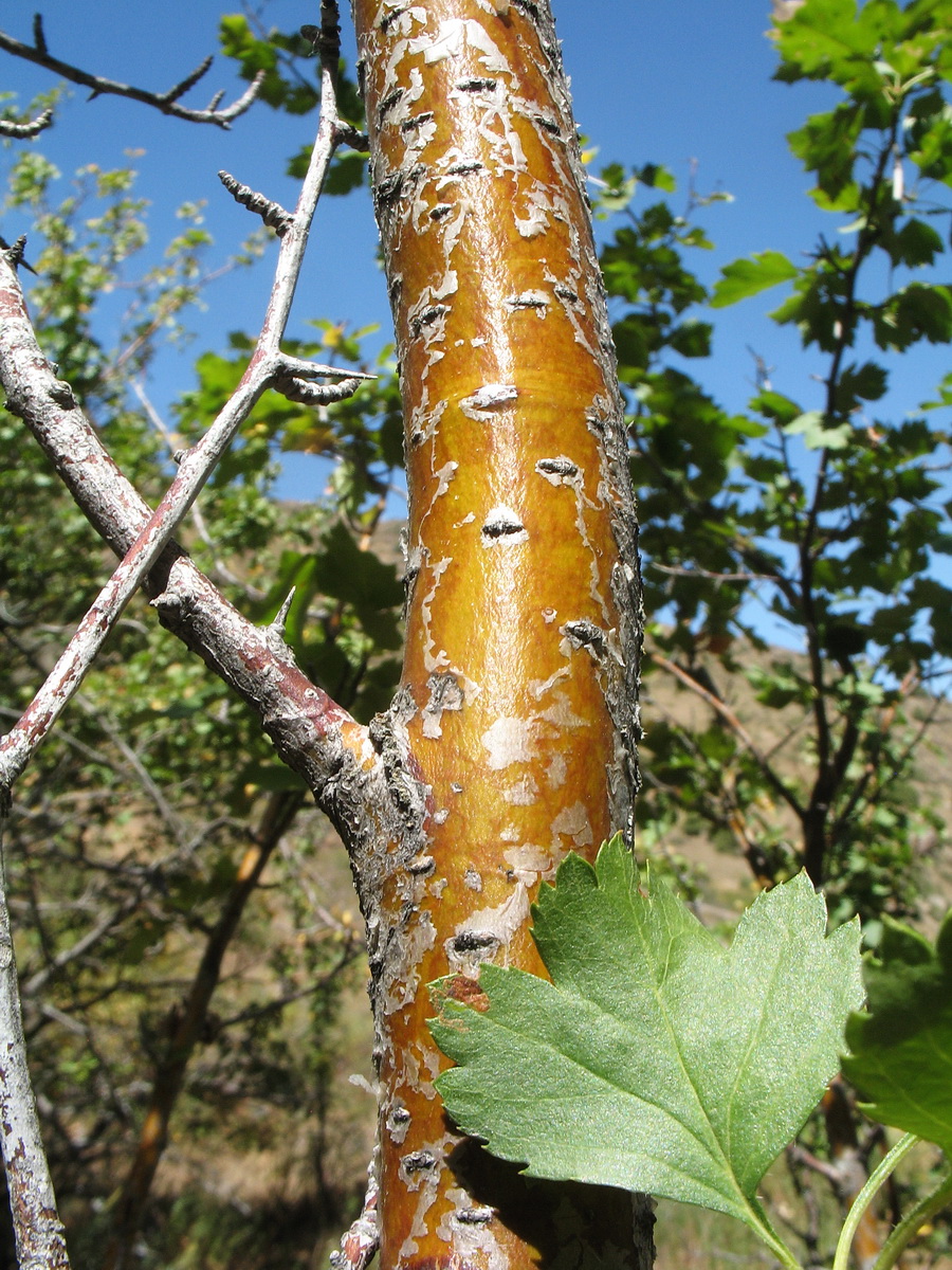Image of Crataegus korolkowii specimen.