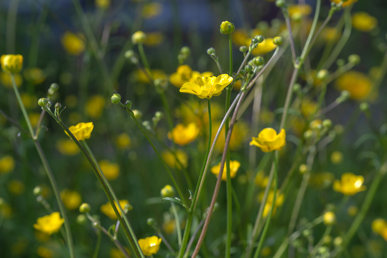 Изображение особи Ranunculus acris.