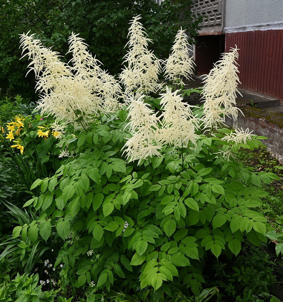 Image of Aruncus dioicus specimen.