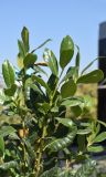 род Ilex
