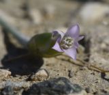 Chardinia orientalis. Соцветие. Турция, ил Ван, хр. Бол, окр. крепости Чавуштепе, горная степь. 23 мая 2025 г.