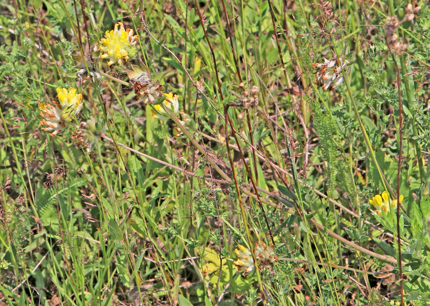 Изображение особи Anthyllis vulneraria.