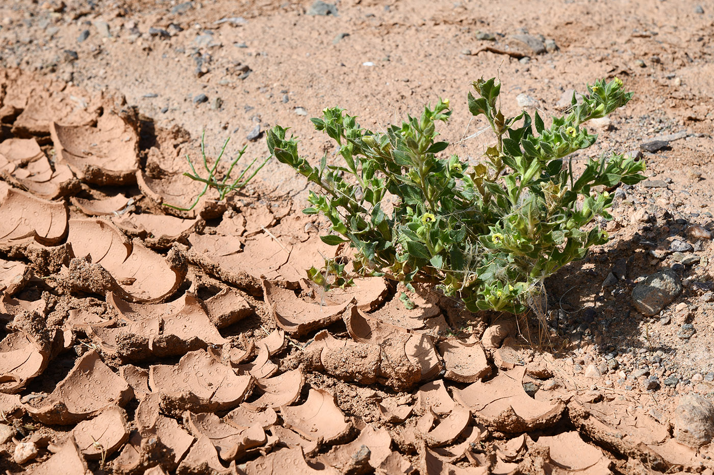 Image of Hyoscyamus pusillus specimen.