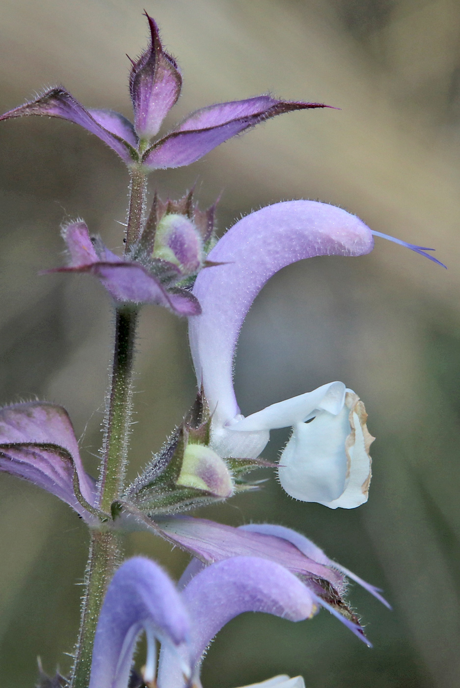 Image of Salvia sclarea specimen.