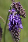 Salvia nutans. Соцветие. Белгородская обл., Ракитянский р-н, Венгеровское сельское поселение, хут. Донцов; дол. р. Пена, вершина крутого склона южной экспозиции. 18 мая 2024 г.