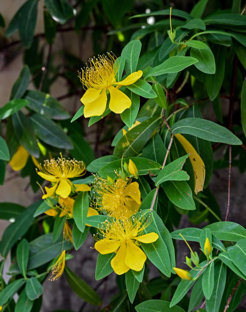 Image of Hypericum monogynum specimen.