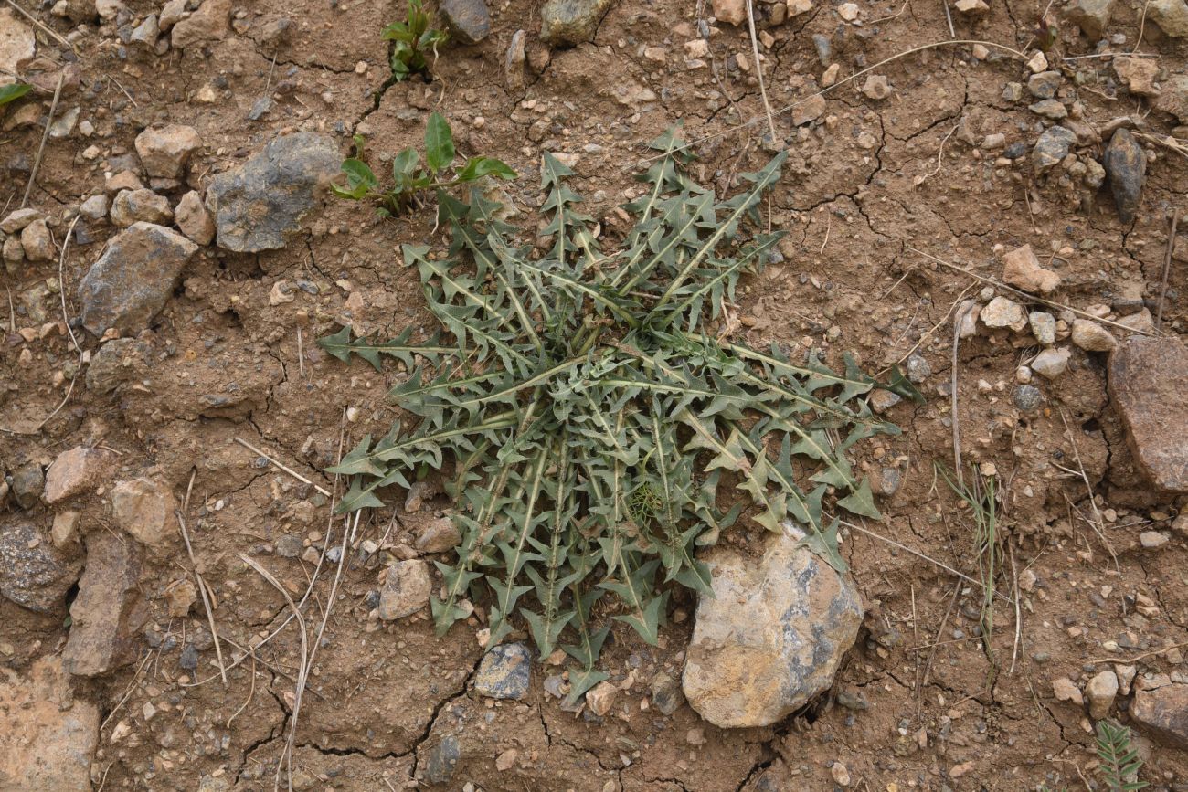 Изображение особи род Taraxacum.