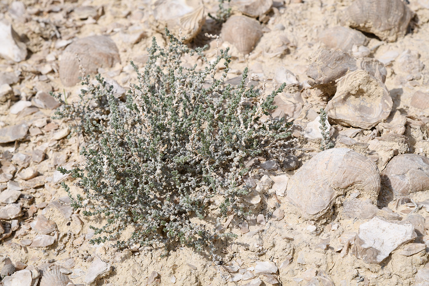Изображение особи Salsola gemmascens.
