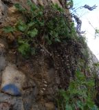 Hyoscyamus aureus. Вегетирующие растения с сухими прошлогодними соплодиями. Турция, Анталья, на старой крепостной стене. 27 декабря 2025 г.