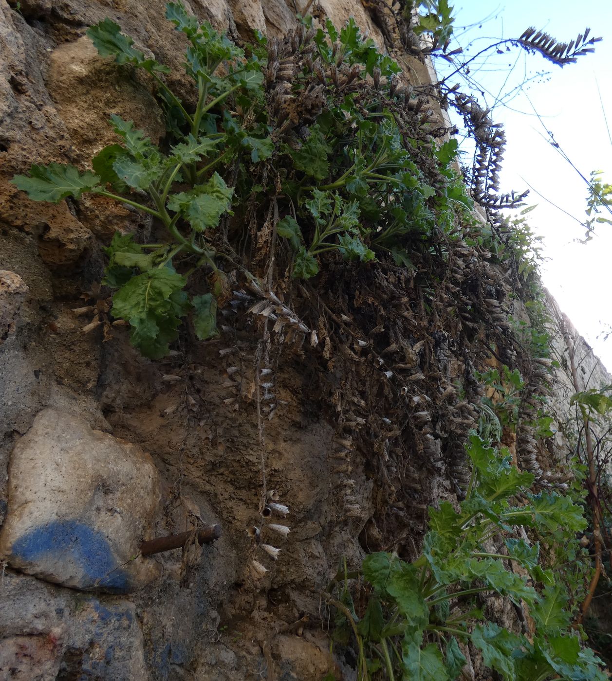 Изображение особи Hyoscyamus aureus.