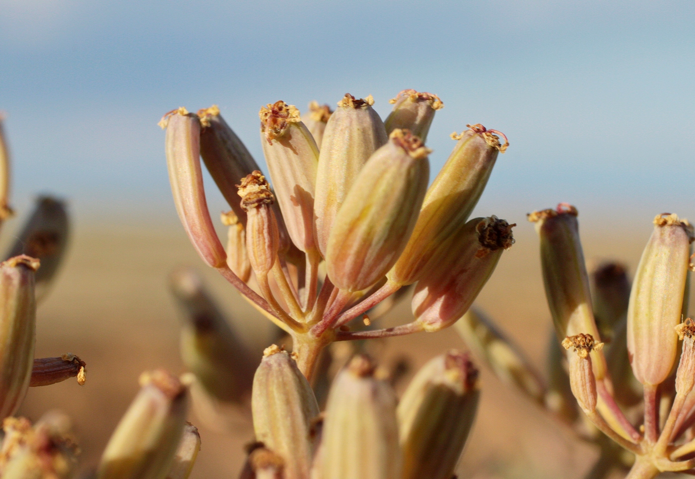 Изображение особи Ferula nuda.
