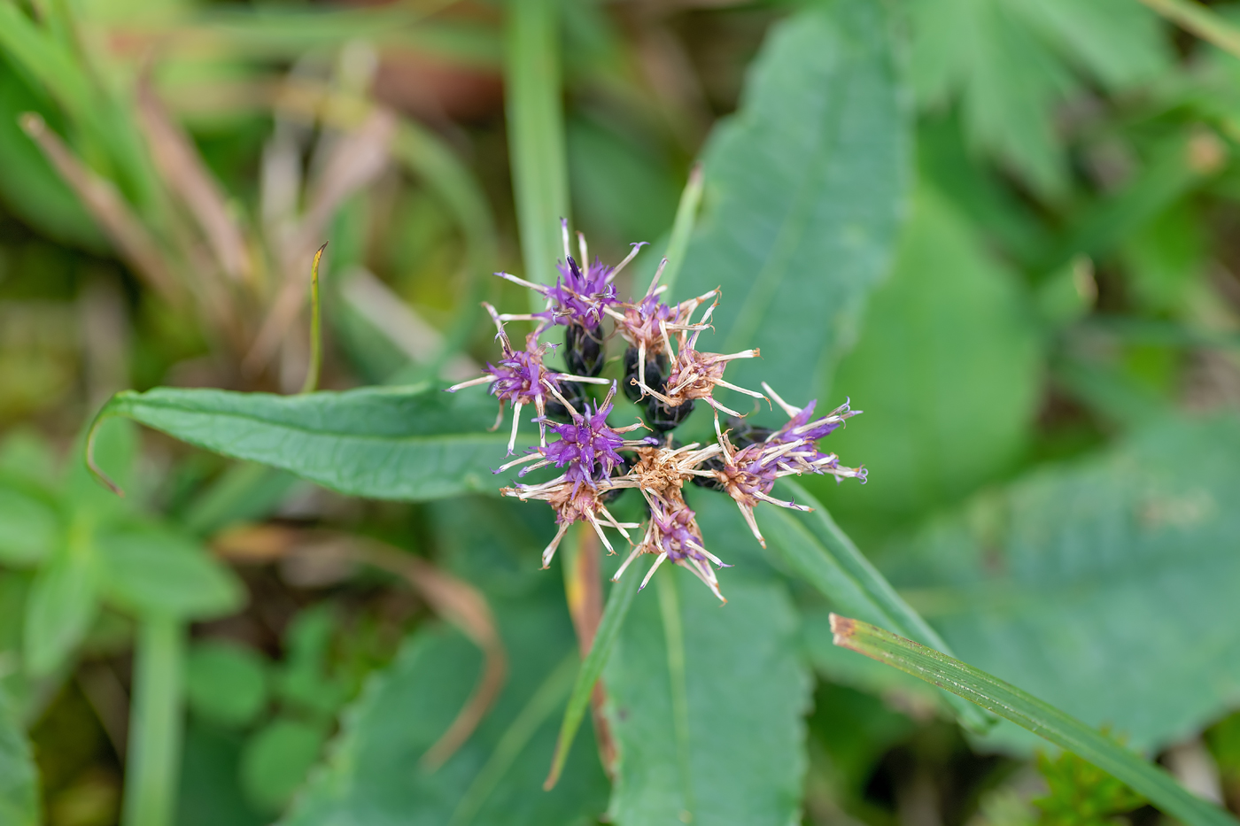 Изображение особи Saussurea neoserrata.