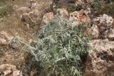 genus Echinops. Растение с развивающимися (?) соцветиями. Турция, ил Мардин, окр. монастыря Мор-Габриэль, выс. ок. 900 м н.у.м., среди камней известняка. 26 мая 2025 г.