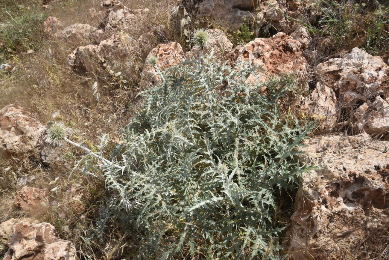 Image of genus Echinops specimen.