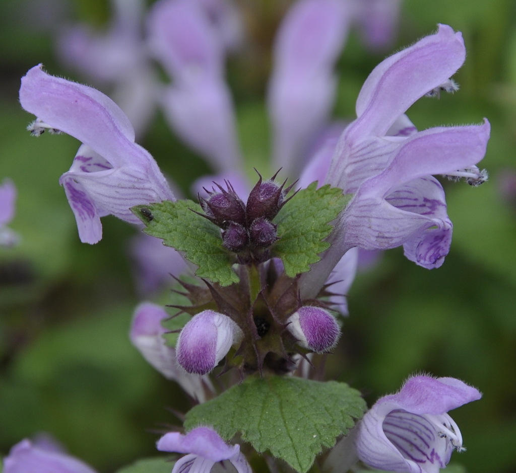 Изображение особи Lamium garganicum.