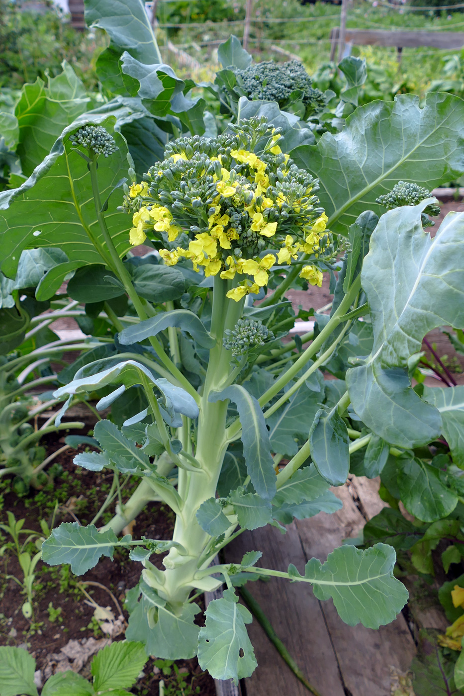Image of Brassica oleracea var. capitata specimen.