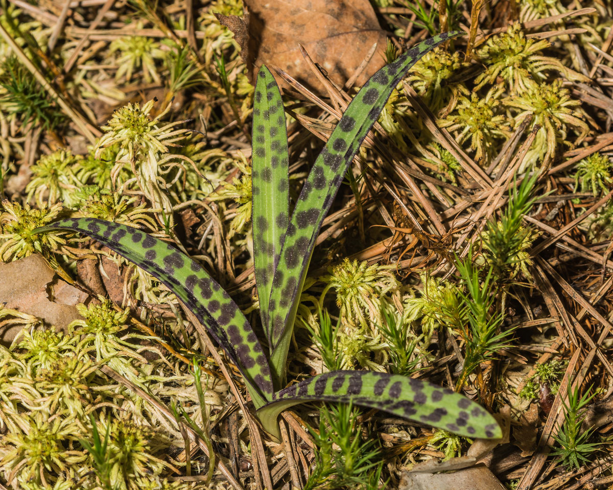 Image of Dactylorhiza maculata specimen.