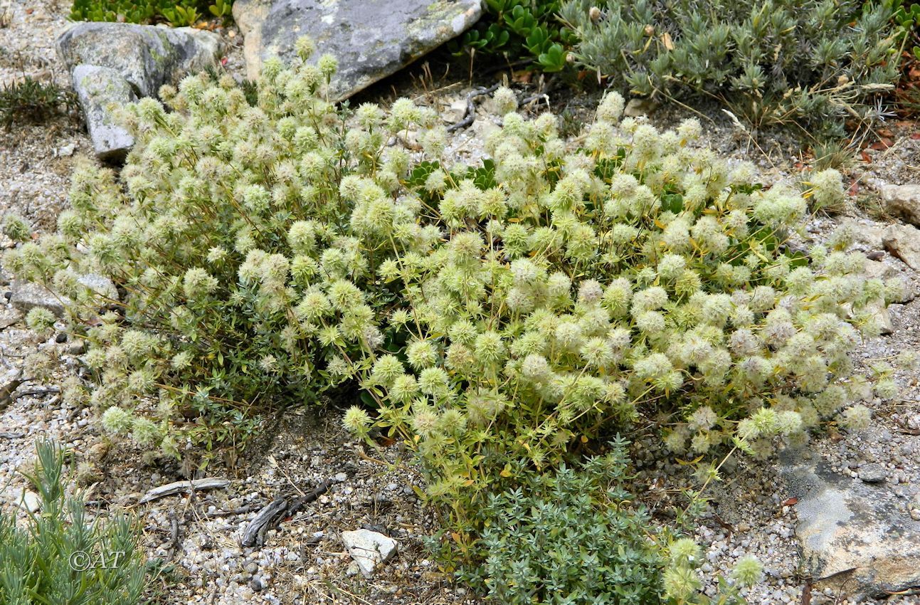 Image of genus Thymus specimen.