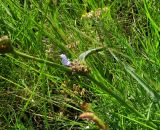 род Cyanotis. Соцветие с одиночным распустившимся цветком среди разнотравья саванны. ЮАР, пров. Гаутенг, пригород Киблер Парк (Kibler Park), природный запов. \"Клиприверсберг\" (Klipriviersberg Nature Reserve), саванна, экотропа. 20.01.2025.