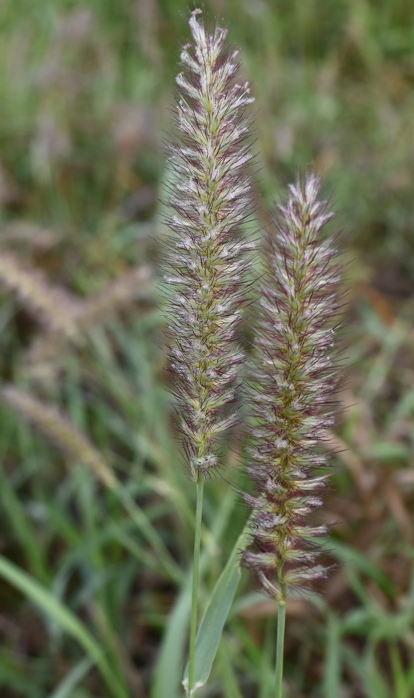 Изображение особи семейство Poaceae.