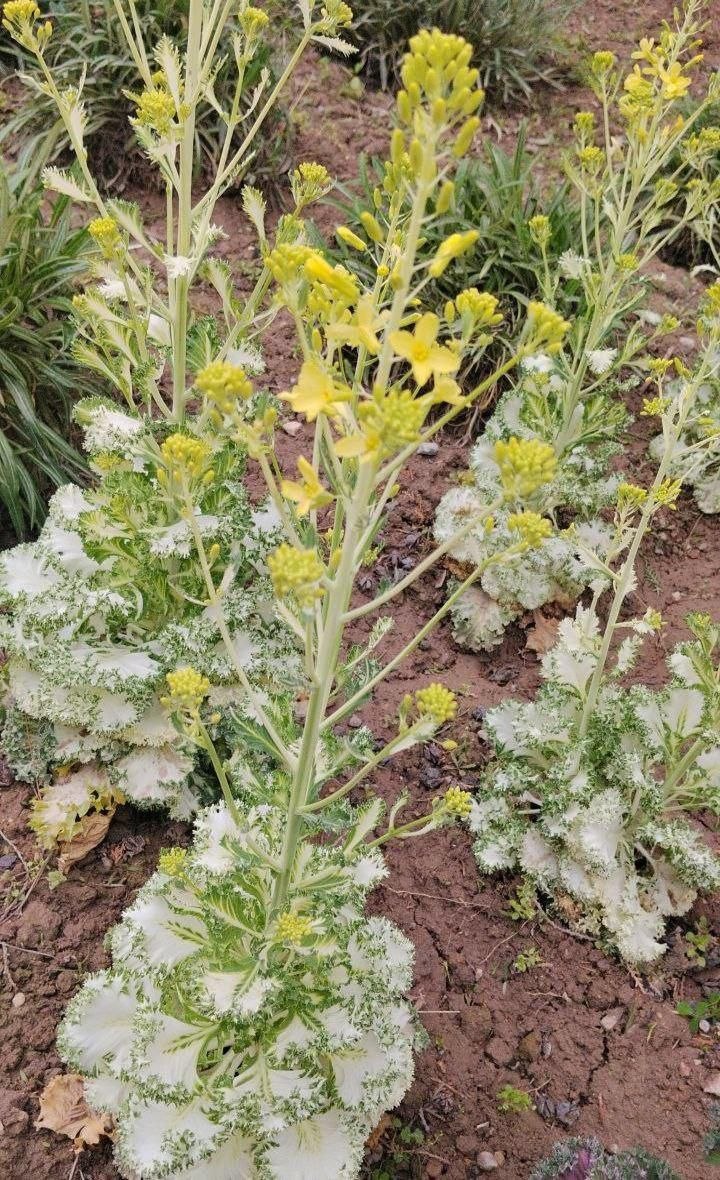 Image of Brassica oleracea var. capitata specimen.