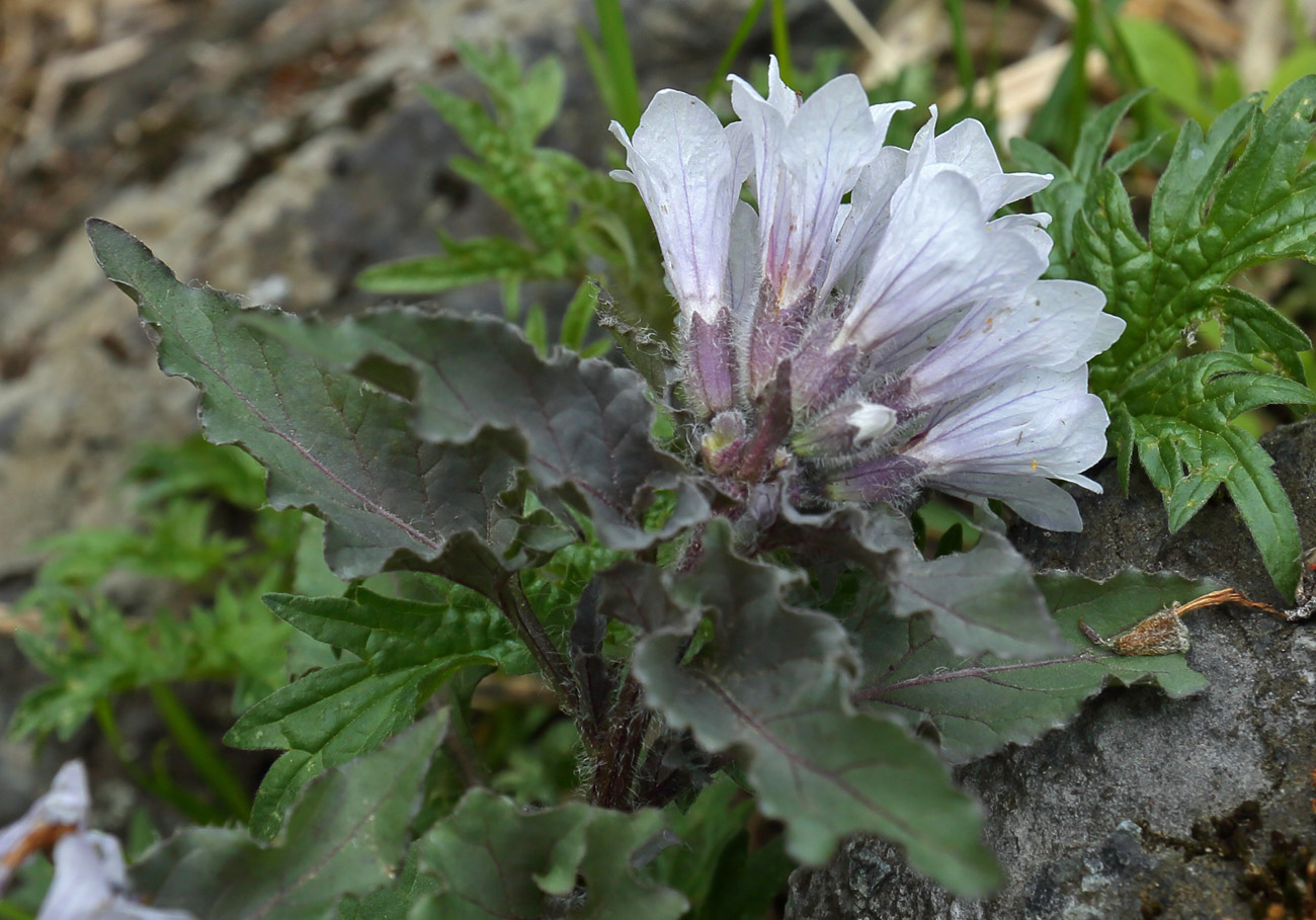 Изображение особи Physochlaina physaloides.