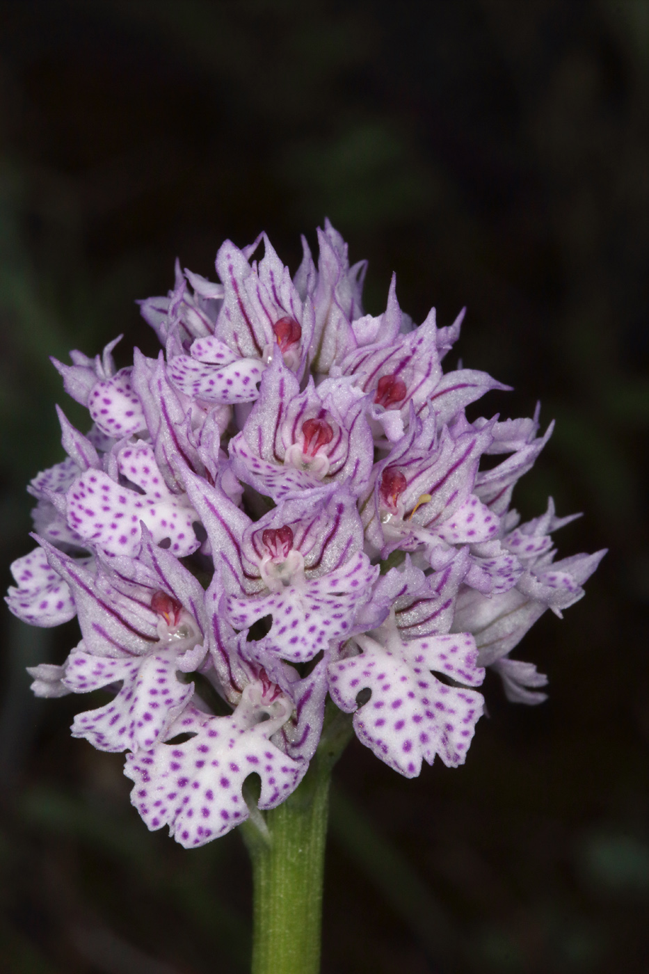 Image of Neotinea tridentata specimen.