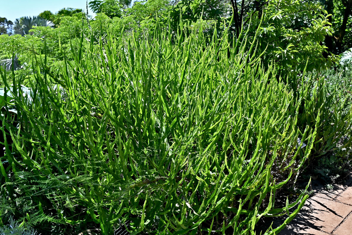 Изображение особи Baccharis trimera.
