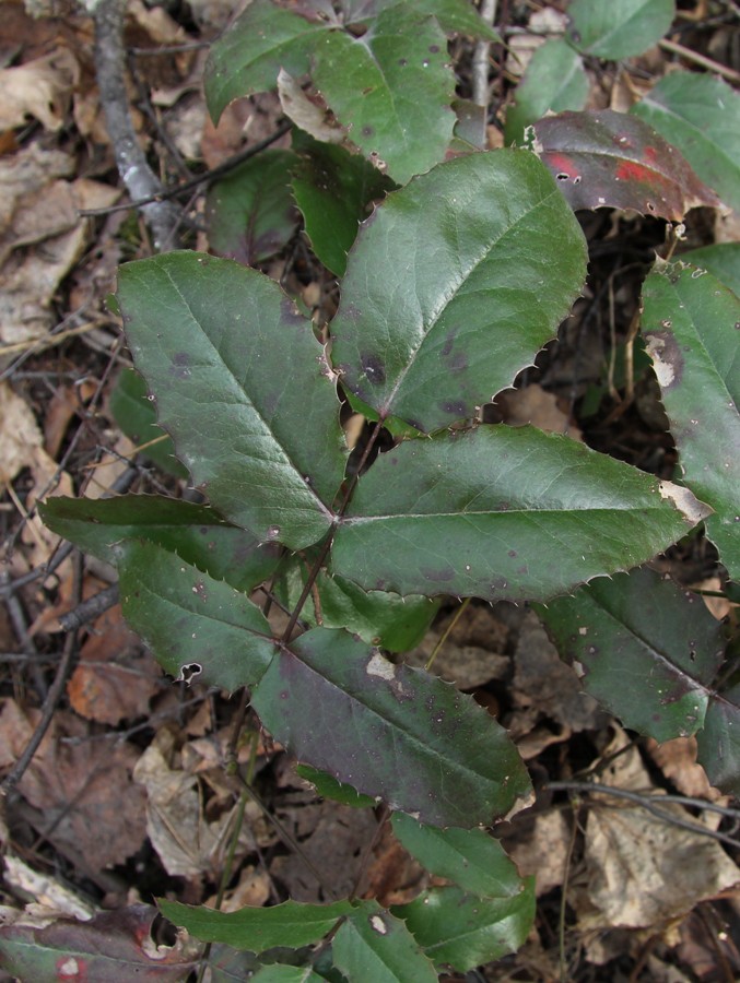 Изображение особи Mahonia aquifolium.