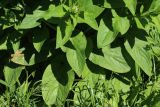 Symphytum peregrinum. Прикорневые листья. Санкт-Петербург, Кировский р-н, двор жилого дома, газон. 07.06.2026.
