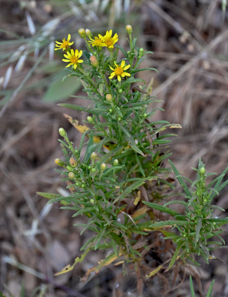 Image of Dittrichia viscosa specimen.