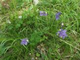 Aquilegia parviflora