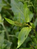 genus Rumex