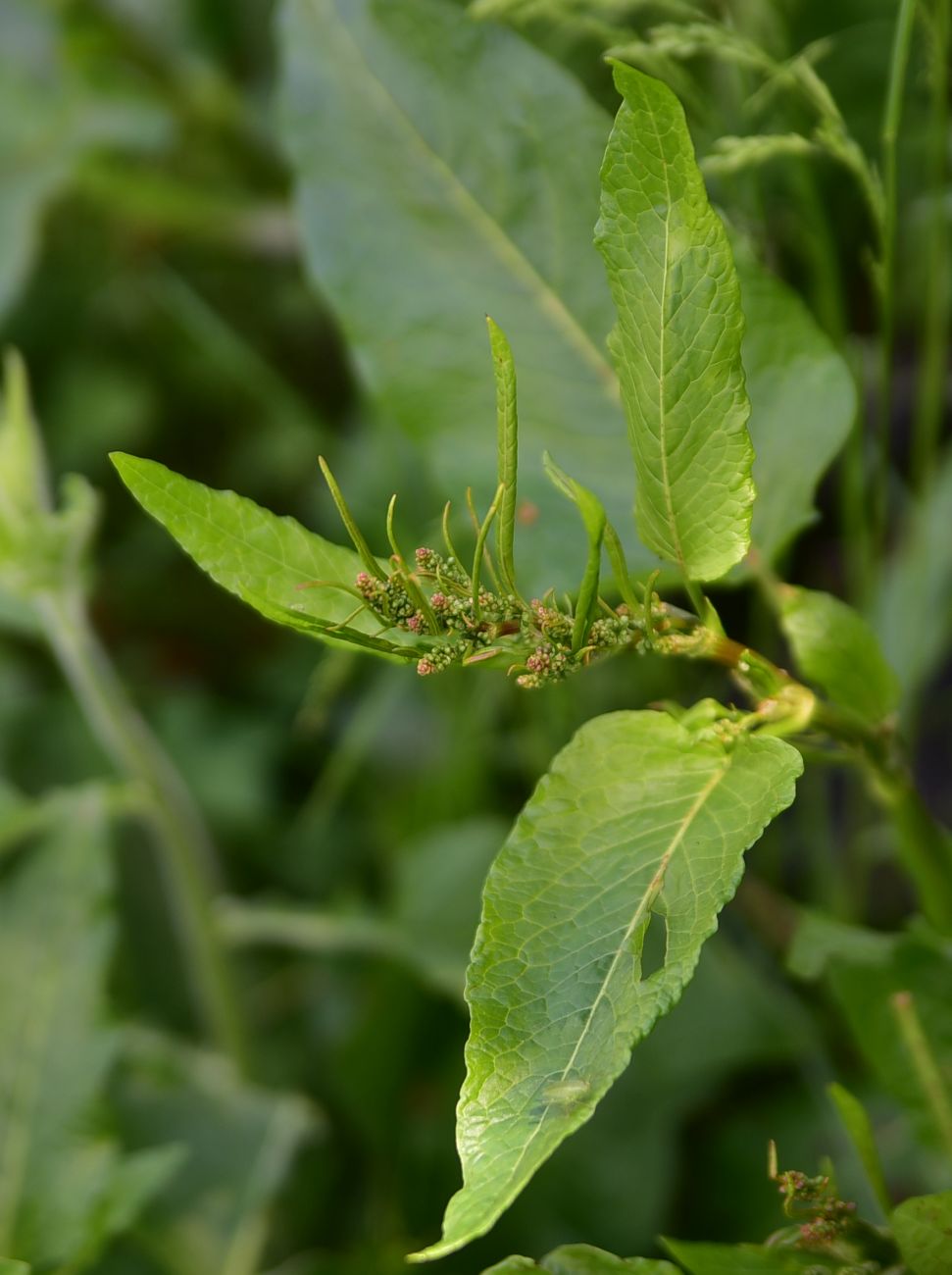 Image of genus Rumex specimen.