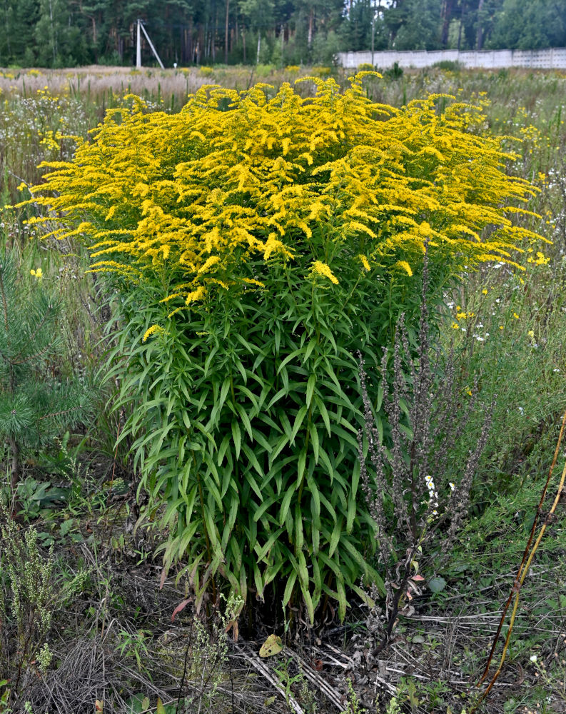 Изображение особи Solidago canadensis.