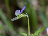 View full-size image Viola tricolor