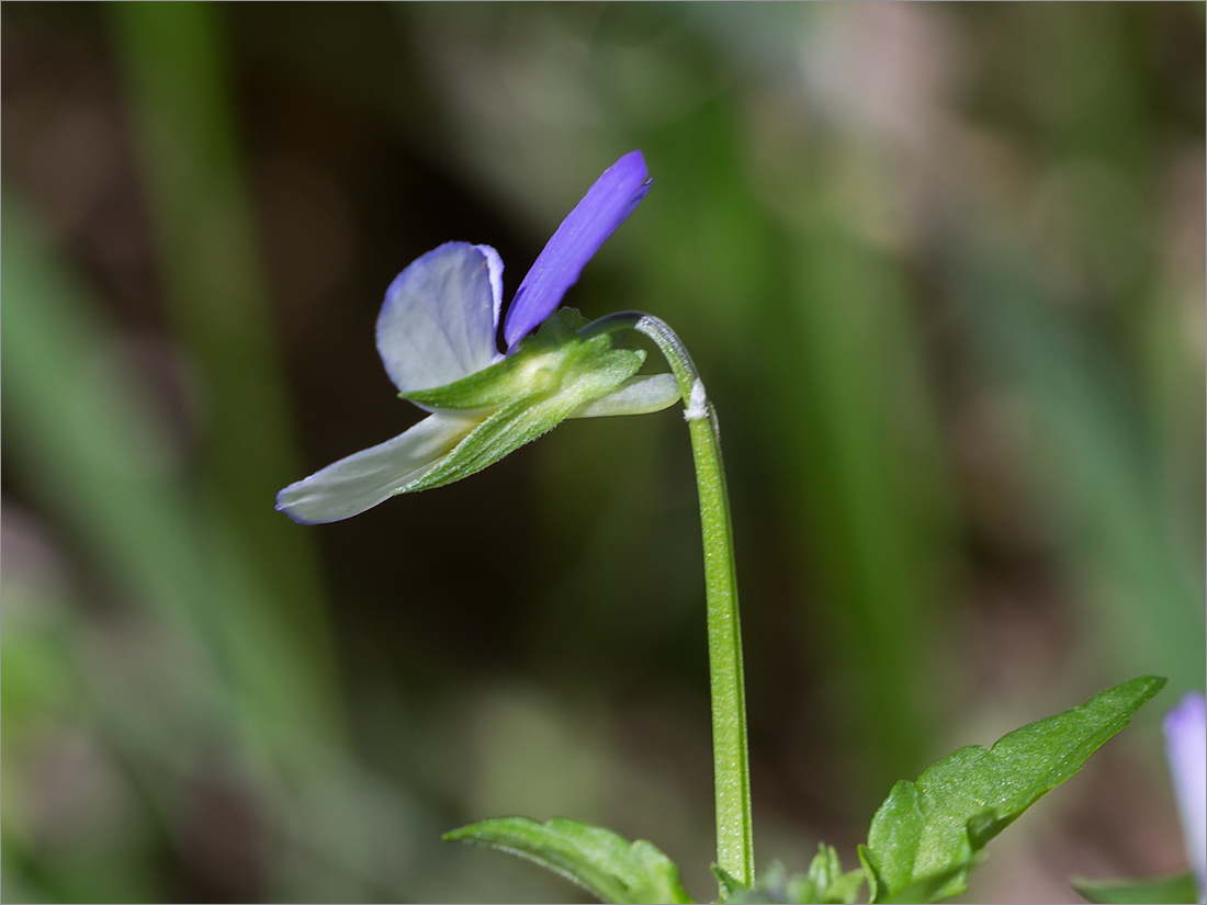 Image of Viola tricolor specimen.
