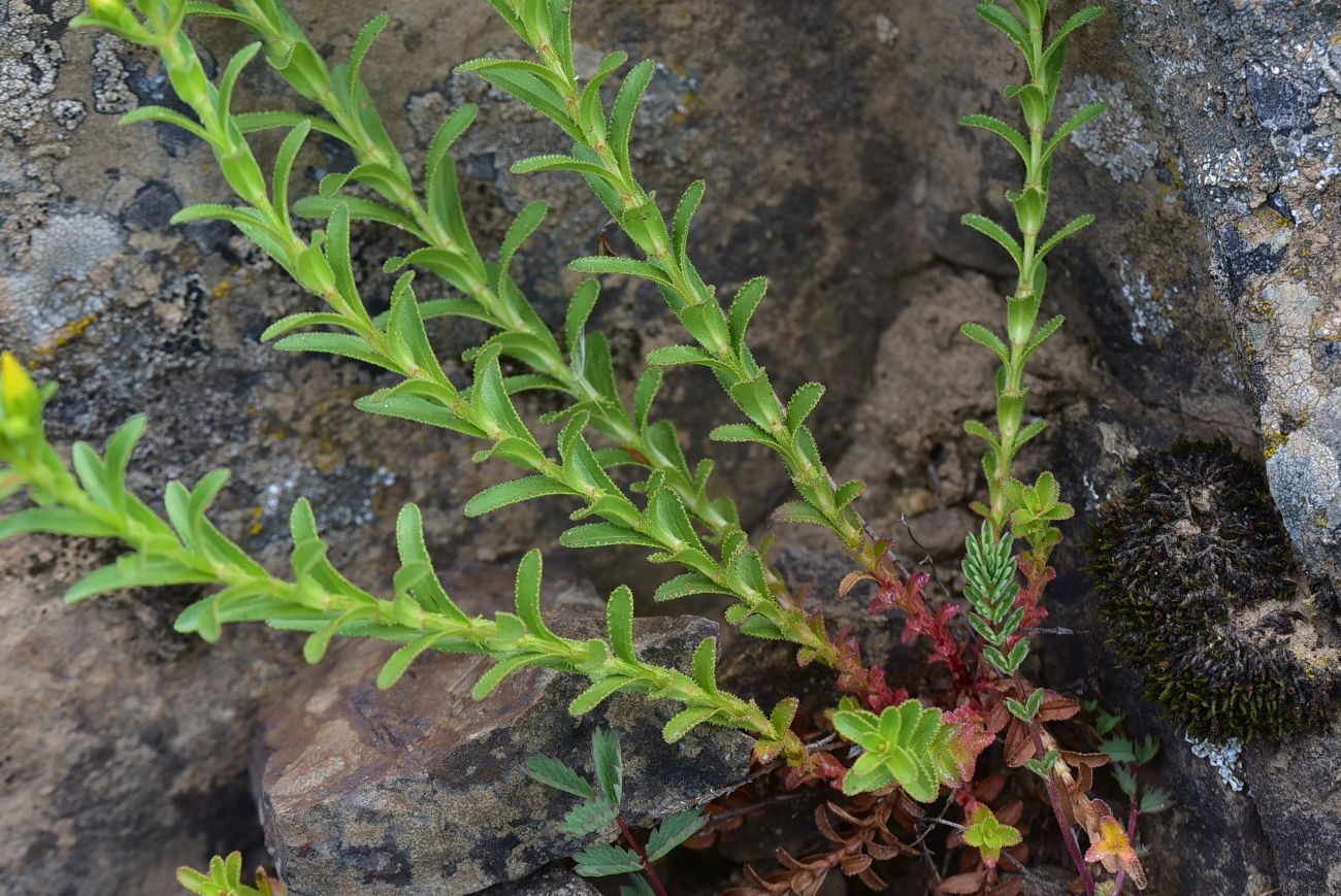 Image of Hypericum orientale specimen.
