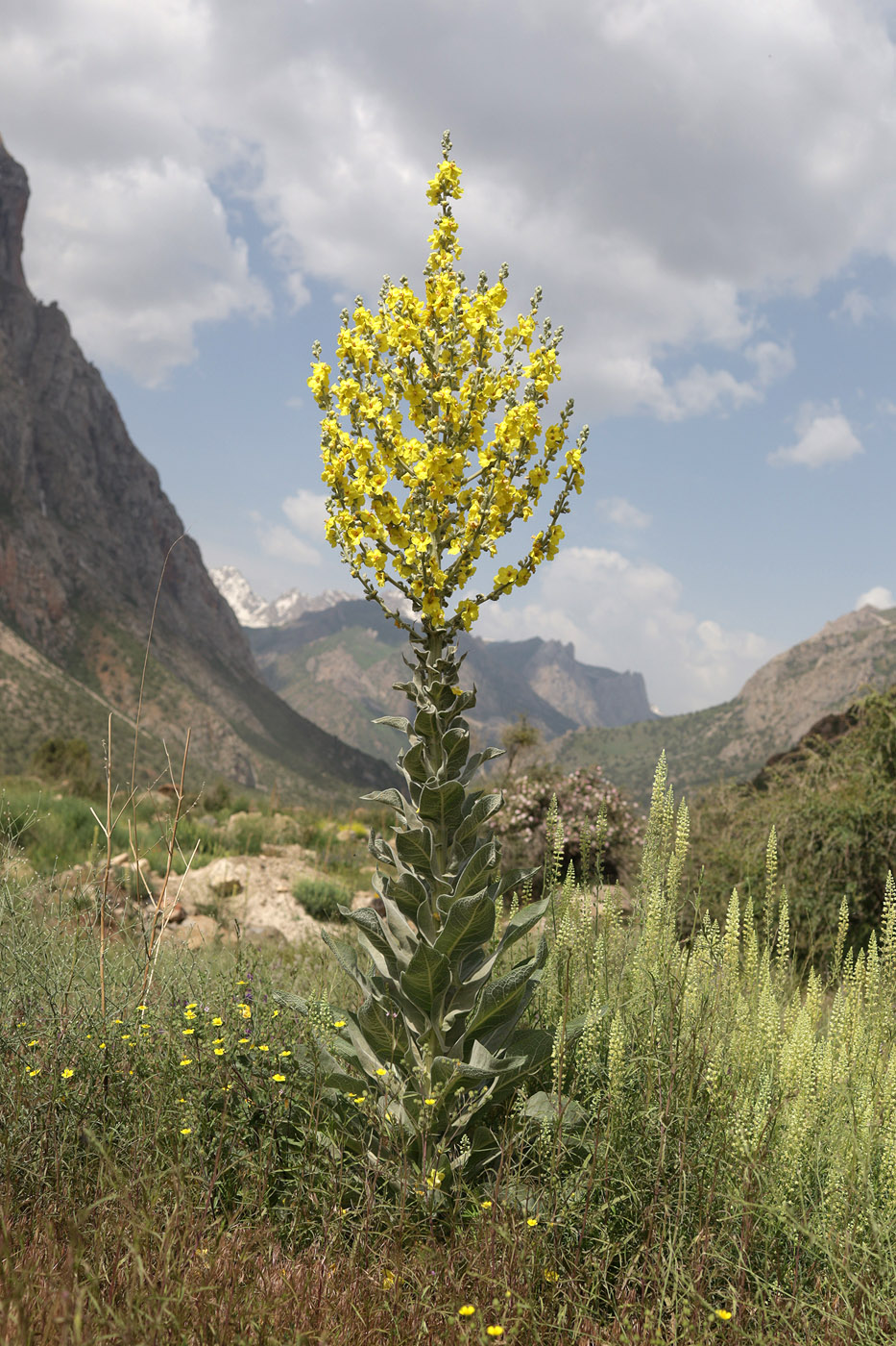 Изображение особи род Verbascum.