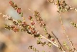 Salsola dzhungarica. Часть веточки плодоносящего растения. Казахстан, Алматинская обл., нац. парк \"Чарын\", пестроцветный сухой щебнистый сай. 18 сентября 2026 г.
