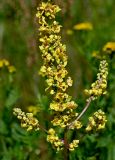 Verbascum nigrum. Соцветие. Московская обл., Орехово-Зуевский гор. округ, дол. р. Клязьма, луг. 19.07.2026.