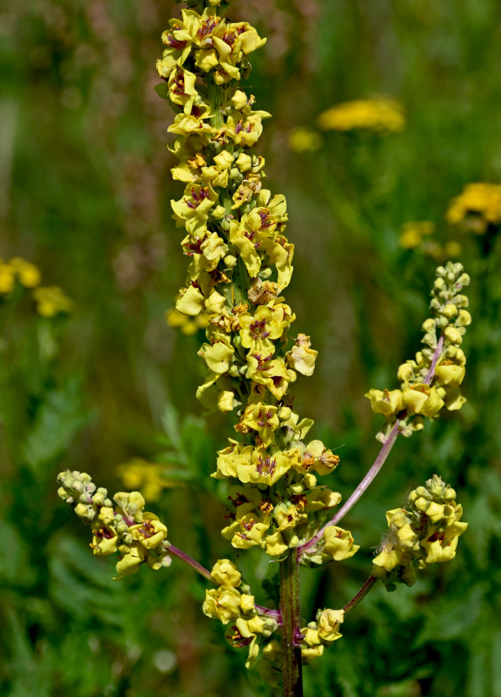 Изображение особи Verbascum nigrum.