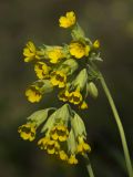 Primula macrocalyx